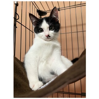 おっとりかわいいルキアちゃん