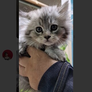 人懐っこい男の子　2ヶ月