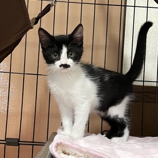 ヒゲにゃんレディーやちるちゃん