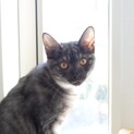 珍しいブラックスモーク柄の美猫さん【譲渡会参加】