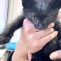 ★子ぐまみたいな真っ黒子猫★甘えっ子です！