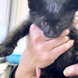 ★子ぐまみたいな真っ黒子猫★甘えっ子です！