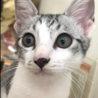 まあるいお顔の甘えん坊　人が大好きです