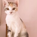 細面、おっきなお耳の和風美猫ちゃんです