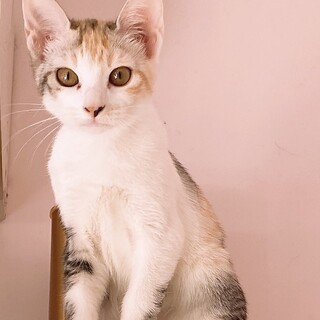 細面、おっきなお耳の和風美猫ちゃんです