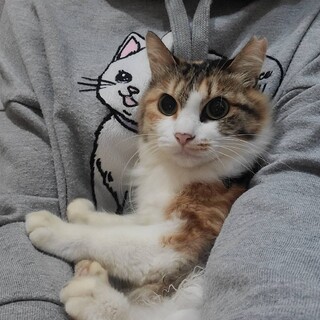 トライアル中ミネット♀