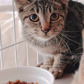 うずまきしっぽの"かみこ"