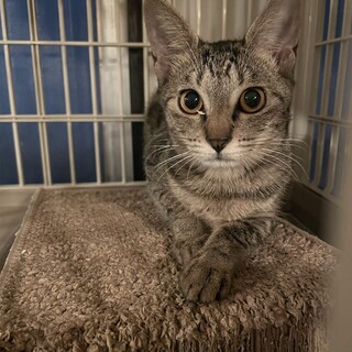  オレンジの瞳⭐︎キュウちゃん