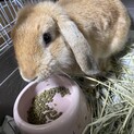 2月生まれ★ロップイヤー　男の子