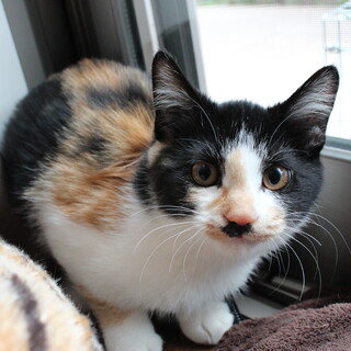 三毛猫（メス）です。里親いませんか？