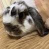 ありん。