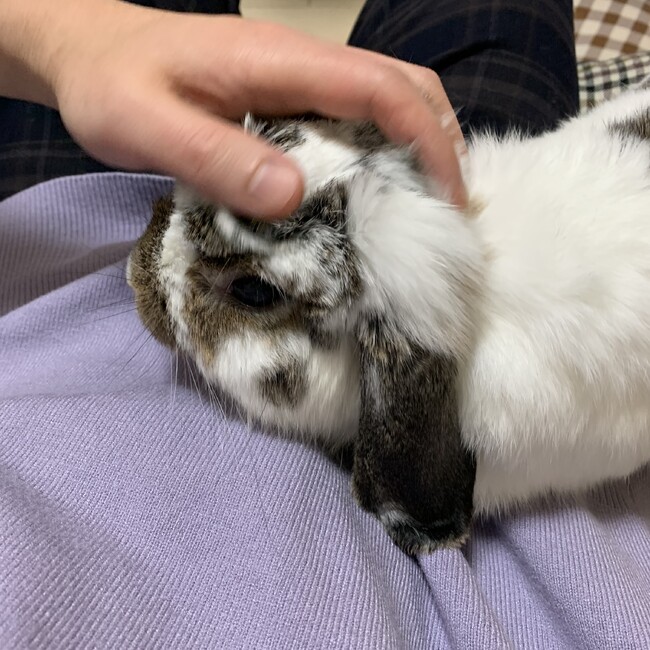 ありん。のカバー写真