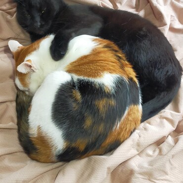 眠くて寒いとくっつきます