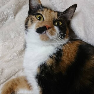 避妊手術済！貴重な三毛猫さんです