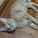 茶トラ、オス4ヶ月