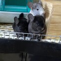 チンチラ 兄妹2匹の里親募集(1匹ずつ)