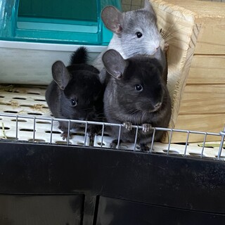 チンチラ 兄妹2匹の里親募集(1匹ずつ)