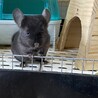 チンチラ 兄妹2匹の里親募集(1匹ずつ) サムネイル2