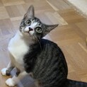 【みき】おかげさまで里親さまが決まりました