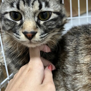 急遽、1歳猫ちゃん