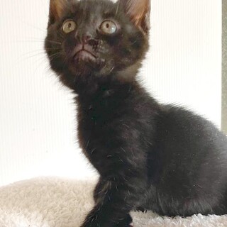 「面談予定」陽気な「コメット」ちゃん❤