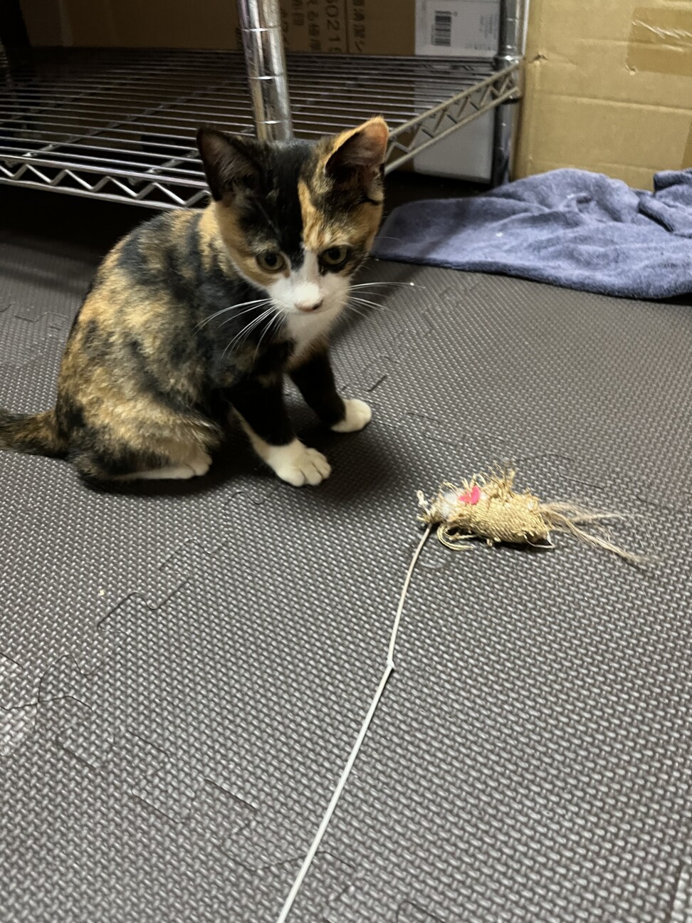 可愛い三毛猫ちゃんです‼︎ サムネイル2