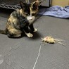 可愛い三毛猫ちゃんです‼︎ サムネイル2