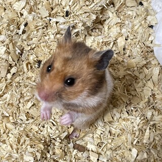 ゴールデンハムスターの里親募集