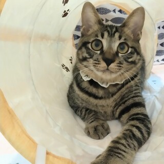 ずっとのおうち決定！まん丸系キジ男子　ころたん☆