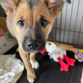 トイレ完璧とっても良い子✴︎海の家族を探してます。