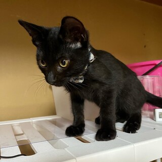 3/4募集中★元気いっぱい黒猫、コハクくん