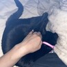 甘えん坊