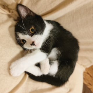 お鼻にハート模様！おとなしいアイちゃん