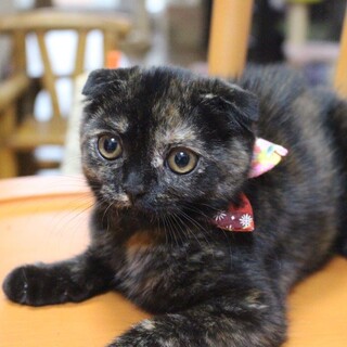 超甘えん坊なドラミちゃん