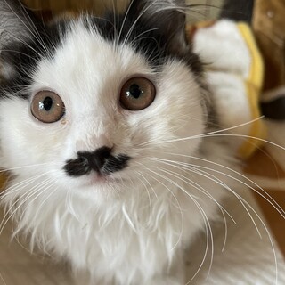 生後3ヶ月！長毛姉妹の白黒と三毛！