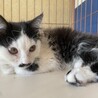 生後3ヶ月！長毛姉妹の白黒と三毛！ サムネイル3