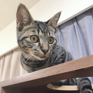 キジトラなつまる