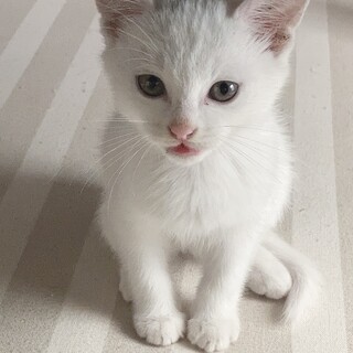 3ヶ月人間が大好き甘えん坊な男の子です