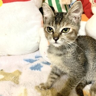 【スモーキーなキジトラ】ちょっとシャイなしきちゃん