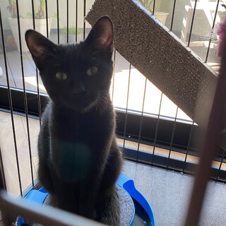 甘えん坊の黒猫姉弟