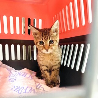 【キジトラの男の子】甘えん坊子猫のみなみくん