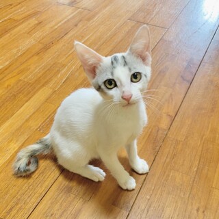 【幸運をつかむ鍵しっぽ】パステル三毛のスキマ