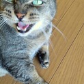マンチカン男の子✰大人しく優しい子です