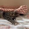 白ソックスのネイルちゃん♡ サムネイル3