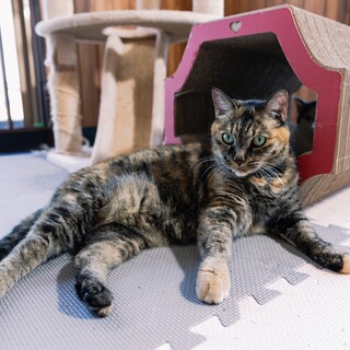 抱っこ大好き、おしゃべり大好きな甘えん坊さんです