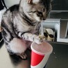 中野綾雄