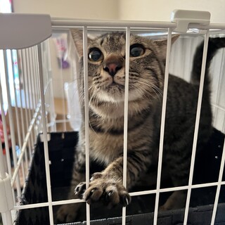 キジトラの男の子です。