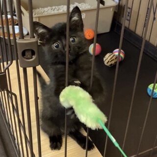 黒猫オス2ヶ月(2022年11月)