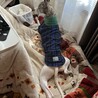 元気なウィペット、３歳オス サムネイル2