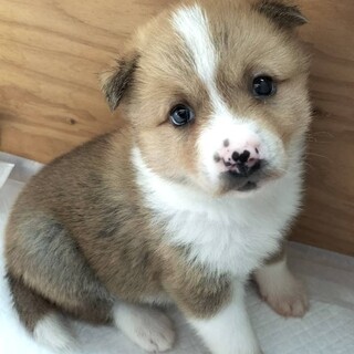 保健所からレスキューした子犬♀つむぎ